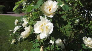 Vita rosor