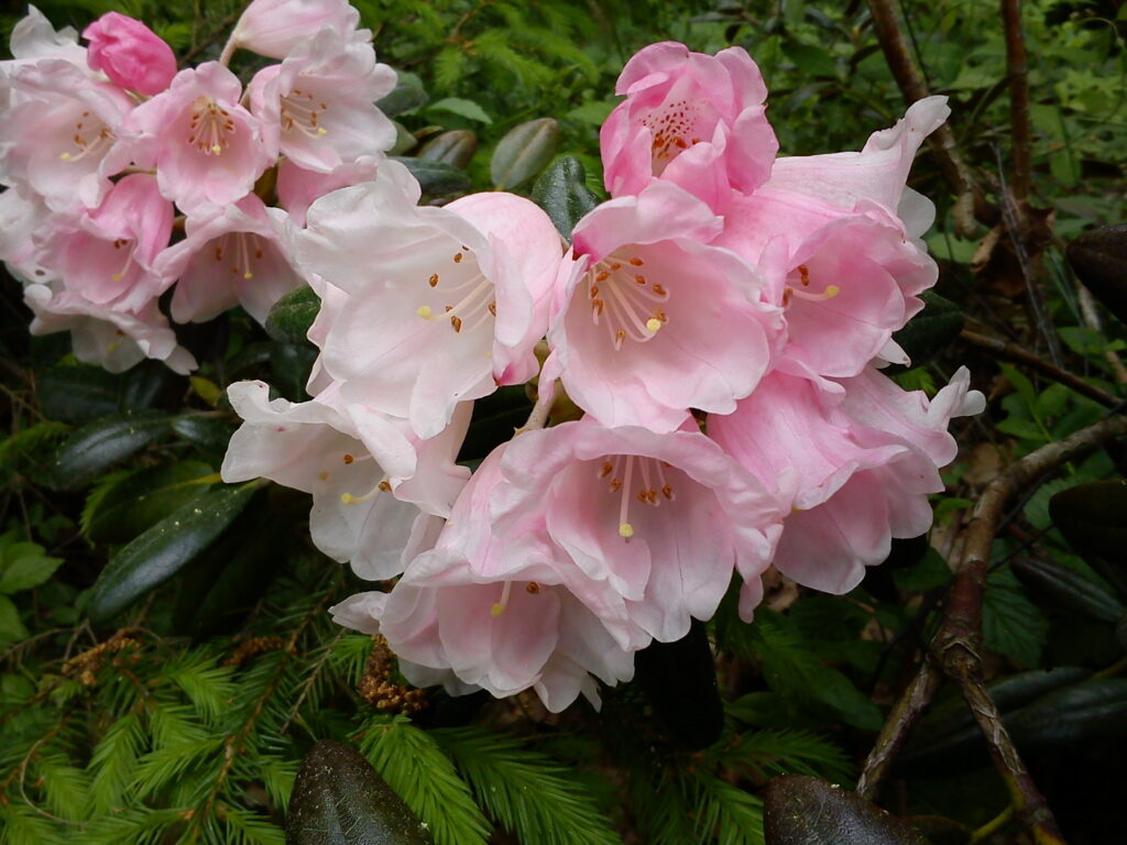 Praktrododendron