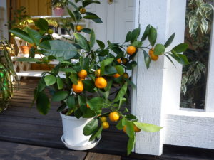 Apelsinträd Apelsinträd