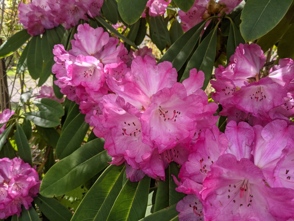 Rododendronblommor
